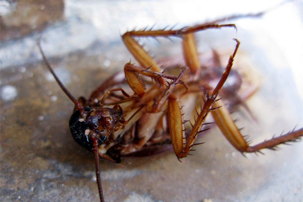 Signs You Have a Cockroach Infestation in Your Home