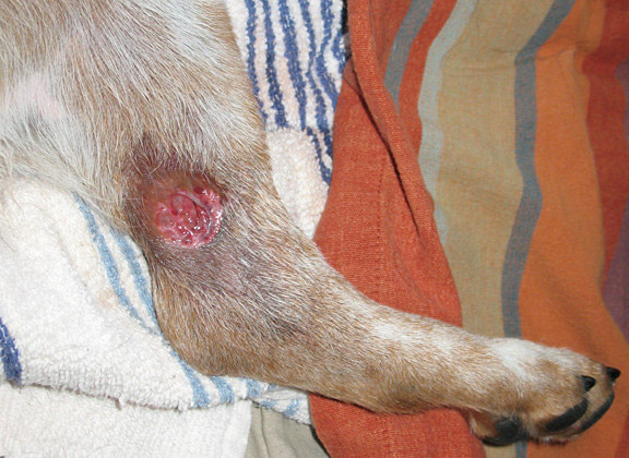 brown recluse spider bite